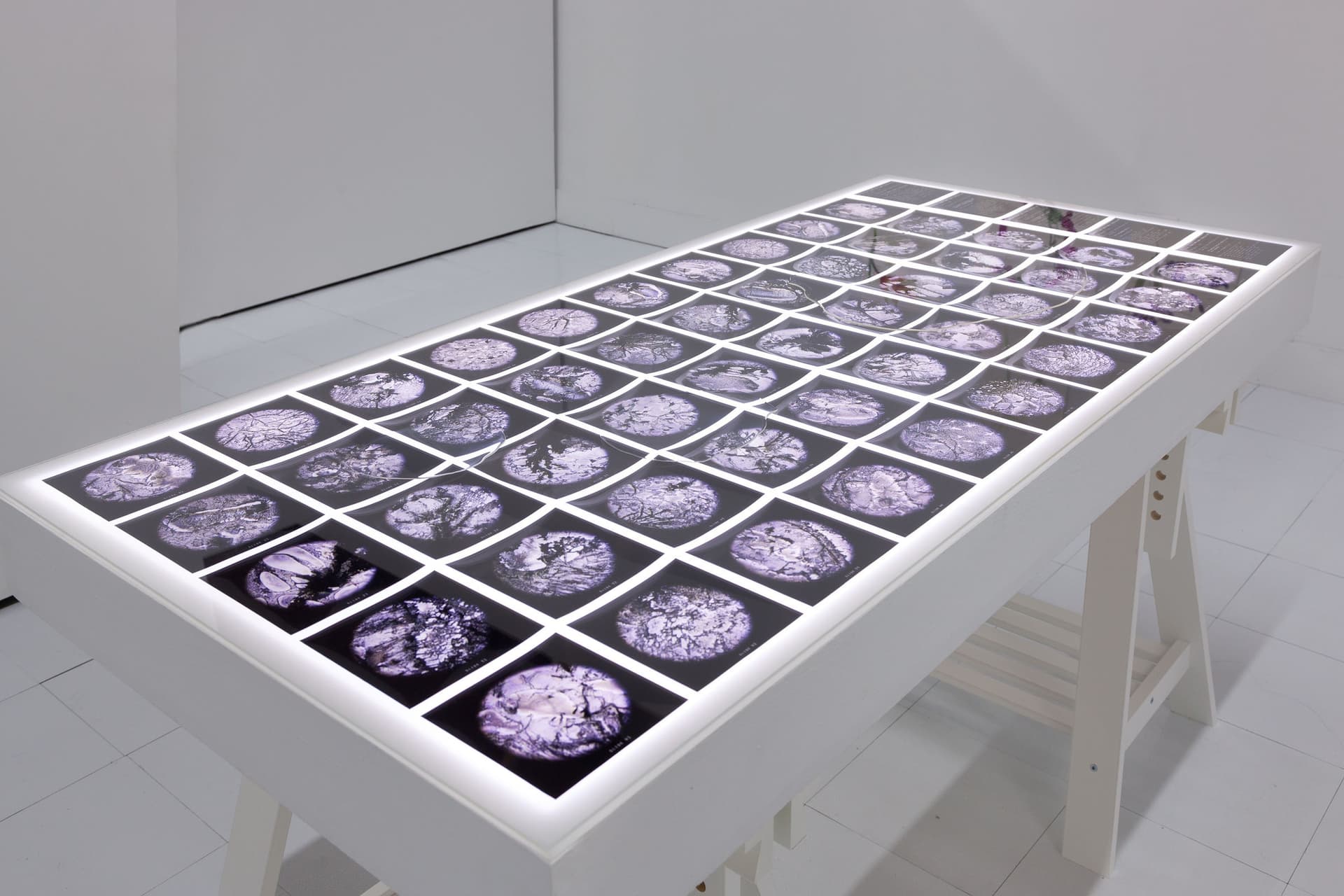 Installation View, Dreaming of Dying Robots and Artificial Flowers.
