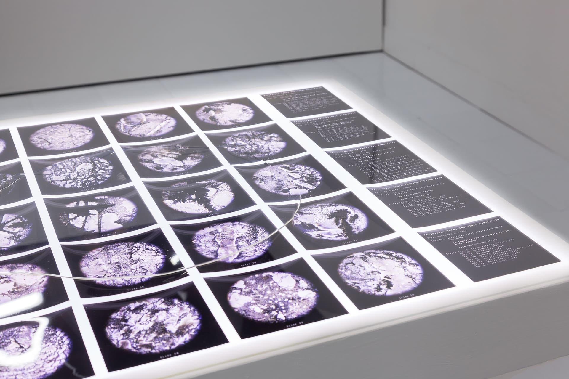 Installation View, Dreaming of Dying Robots and Artificial Flowers.
