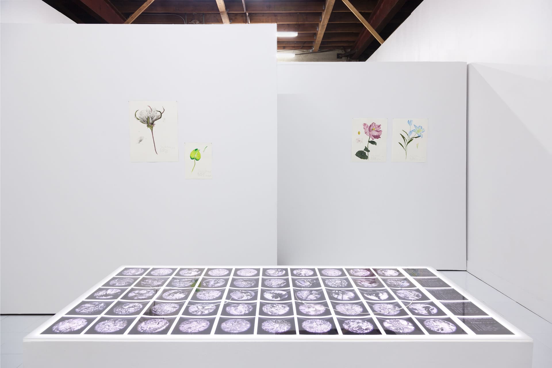 Installation View, Dreaming of Dying Robots and Artificial Flowers.